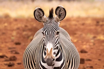 Tuinposter Grevy& 39 s zebra naar voren gericht. Close-up van gezicht. © Traci Beattie