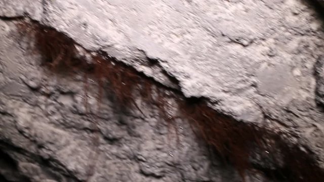 Root of tree growing throw ceiling in abandoned catacombs