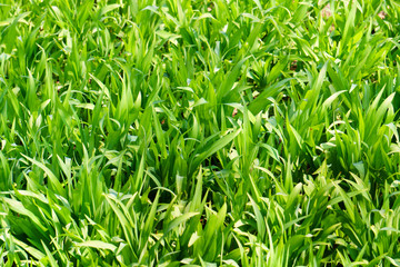 green grass image