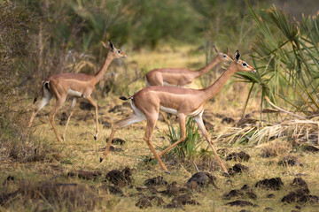 Female Gerenuk running. Environmental portrait.