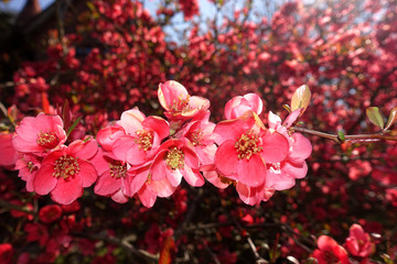 rote Blüten der Zierquitte (Chaenomeles spec.)
