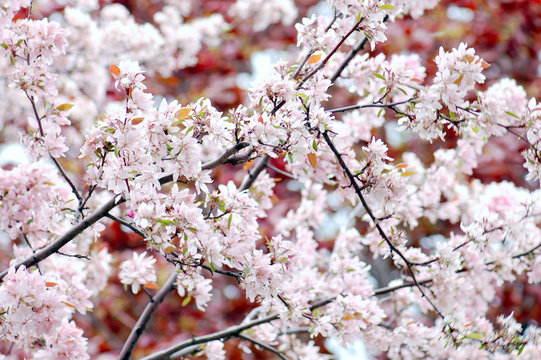 Branches covered in cherry blossoms