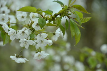 Naklejka premium branch of a tree