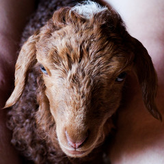 Karakul brown lamb is feeding milk  from bottle