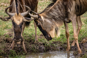 Blue Wildebeest butting heads at watering hole. Close-up of front bodies
