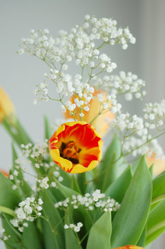 Red and yellow tulip in a bouquet with gypsophila