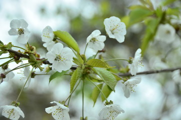 white flowers of tree in spring