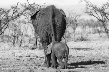Mother African elephant and small calf walking away from camera. Black and white edit