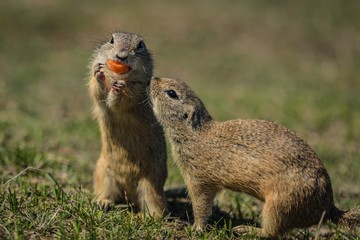 Naklejka na ściany i meble Two small european brown ground squirrels, one of them standing and consuming a piece of orange carrot, second one begging for a bit, sunny spring day at a prairie, blurry green background