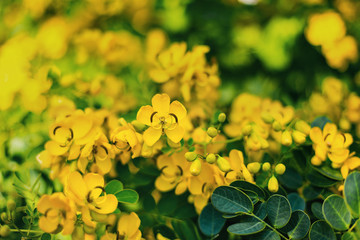 yellow flowers