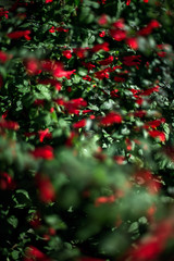 Obraz premium tiny red flowers