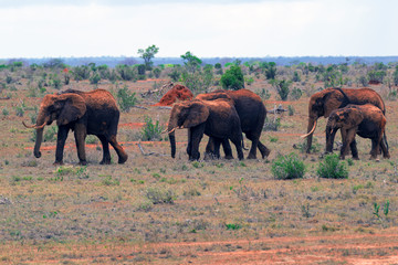 Fototapeta na wymiar Elephants Family