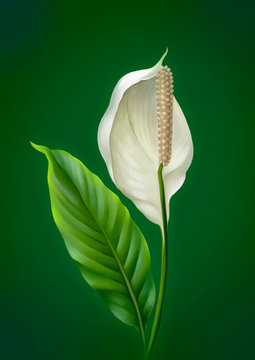 Illustration of the Anthurium flower. Digital art