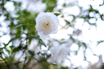 white flower