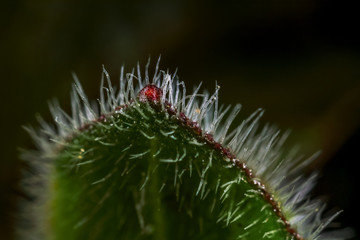 Macro Photos of Early  Spring Time, Nature is waking up to Life  Flowers and Plants.