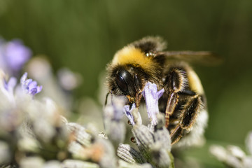 bumblebee pollinating flower