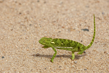 Lappenchamäleon / Flap-necked chameleon / Chamaeleo dilepis.