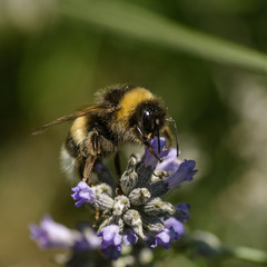 bumblebee pollinating flower