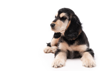 Adorable 3 month old cocker spaniel puppy isolated on white background
