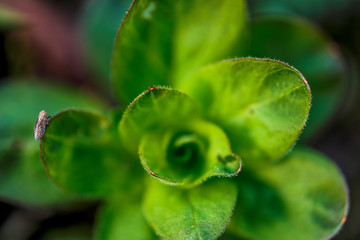 Macro Photos of Early  Spring Time, Nature is waking up to Life  Flowers and Plants.