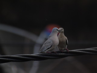 amor