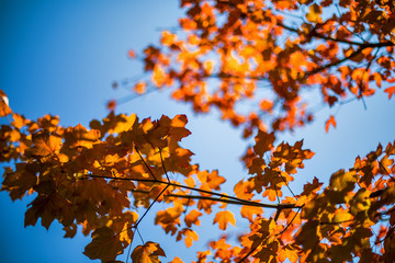 autumn leaves against blue sky