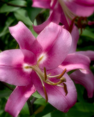 Fototapeta na wymiar Oriental Trumpet Lily at Minnesota Arboretum