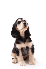 Adorable 10 week old Cocker Spaniel puppy photo shoot isolated on white