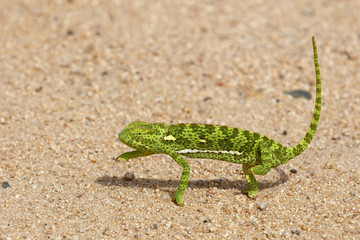 Lappenchamäleon / Flap-necked chameleon / Chamaeleo dilepis.