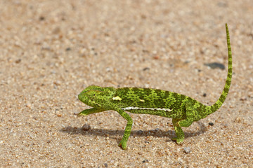 Naklejka premium Lappenchamäleon / Flap-necked chameleon / Chamaeleo dilepis.