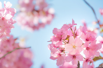 Soft pink cherry blossom