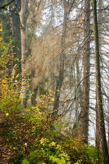 Fototapeta premium Autumn foggy forest. Trunks and tree crowns. Morning nature in a fog. Branch of trees. Yellow foliage