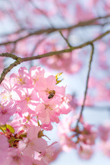 Bee on pink cherry blossom flowers