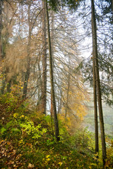 Autumn foggy forest. Trunks and tree crowns. Morning nature in a fog. Branch of trees. Yellow foliage