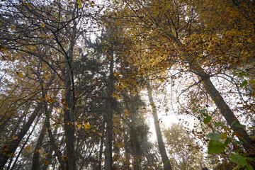 Fototapeta na wymiar Autumn foggy forest. Trunks and tree crowns. Morning nature in a fog. Branch of trees. Yellow foliage