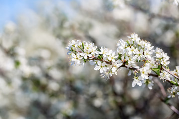 Blackthorn. Blooming blackthorn in springtime. Spring bushes with soft focus and blurry. Nature wallpaper blurry background. Soft focus.