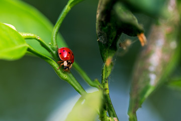 ladybug on a leaf