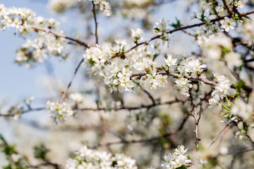 Blackthorn. Blooming blackthorn in springtime. Spring bushes with soft focus and blurry. Blue sky. Nature wallpaper blurry background. Soft focus.