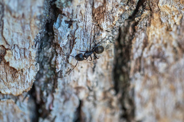 close up of ant on tree