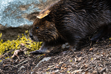Beaver Walking on Wood Chips