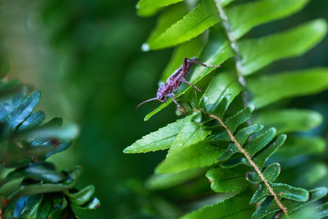 insect on plant