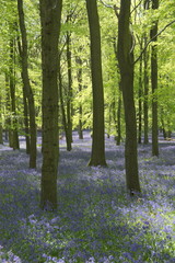 Bluebell wood in UK