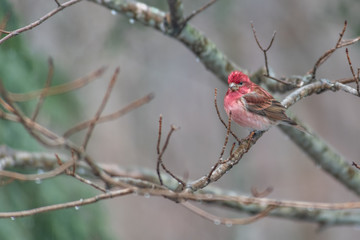Purple Finch on a branch in the rain