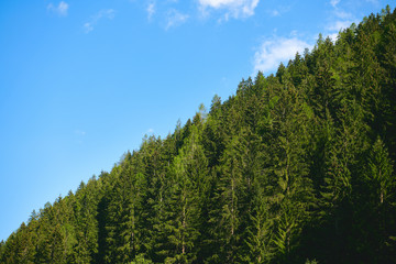 Obraz premium Green forest and blue sky.