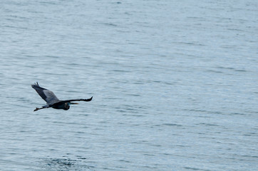Fototapeta na wymiar Open Wings of Grey Heron in flight