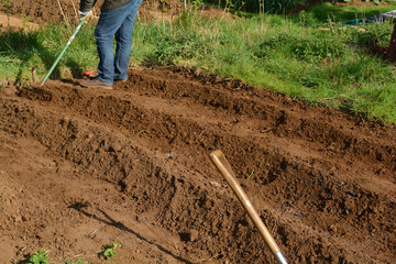 Man outside planting vegetables in the soil