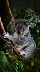 Cute grey koala sitting on the banch of eucalyptus tree, Australia.