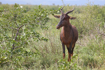 Leierantilope oder Halbmondantilope / Common Tsessebe / Damaliscus lunatus