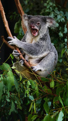 Cute grey yawning koala sitting on the banch of eucalyptus tree, Australia.