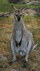 Australian Eastern grey kangaroo in wild, Australia